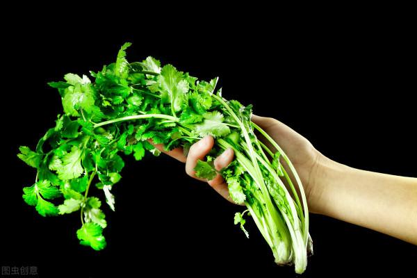 香菜怎麼儲存?老菜農教你3招,保證不軟不爛,一整年不壞 香菜怎麼儲存?老菜農教你3招,保證不軟不爛,一整年不壞