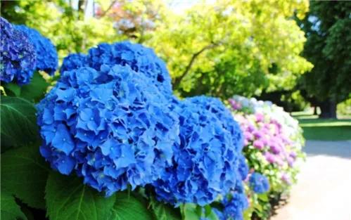 《&OpenCurlyQuote;秀球花的花開花落》