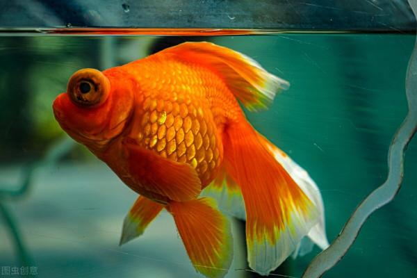 金魚越冬的疾病防治