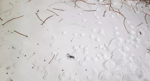 小貓咪也怕被“搶飯碗”嗎? 小貓咪也怕被“搶飯碗”嗎?