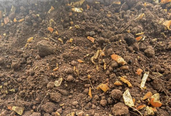 桔子皮這樣用,不但花草長得旺盛,而且還能減少病蟲害的發生 桔子皮這樣用,不但花草長得旺盛,而且還能減少病蟲害的發生