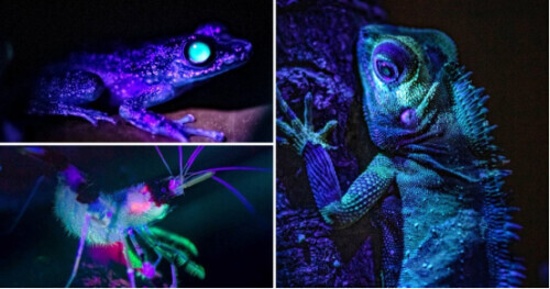 驚豔!英國一動物園釋出罕見發光兩棲動物照片 驚豔!英國一動物園釋出罕見發光兩棲動物照片