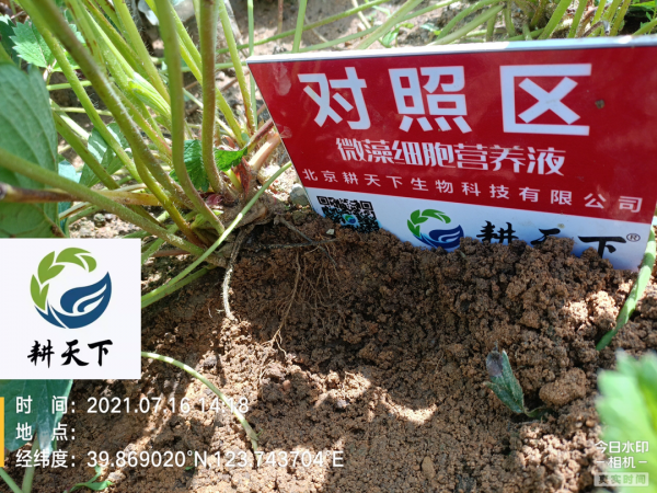 微藻生物技術助推草莓提質增產