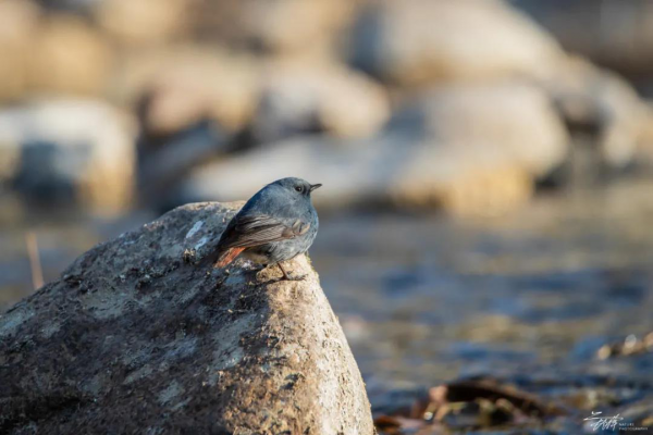 福利 | 十渡觀鳥實踐課——探索鳥類與環境關係