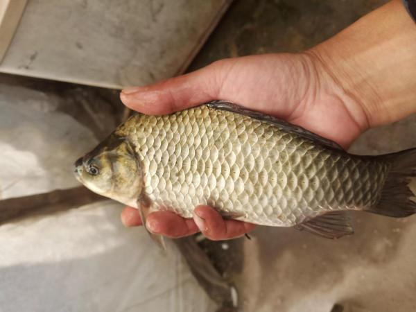 從“爆護”到“光頭”,連釣三天西南風,為何差別那麼大? 從“爆護”到“光頭”,連釣三天西南風,為何差別那麼大?