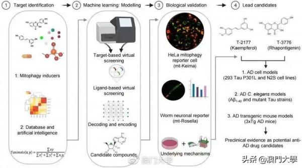 強強聯手！澳大成功用AI研發中藥助治療老人痴呆