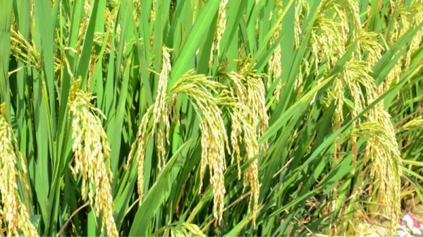 沙漠種水稻,月薪8000菜管夠飯管飽 沙漠種水稻,月薪8000菜管夠飯管飽