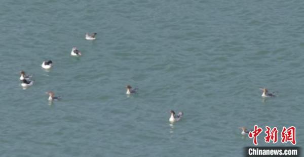 廣東南嶺發現45只中華秋沙鴨 系國家一級保護動物