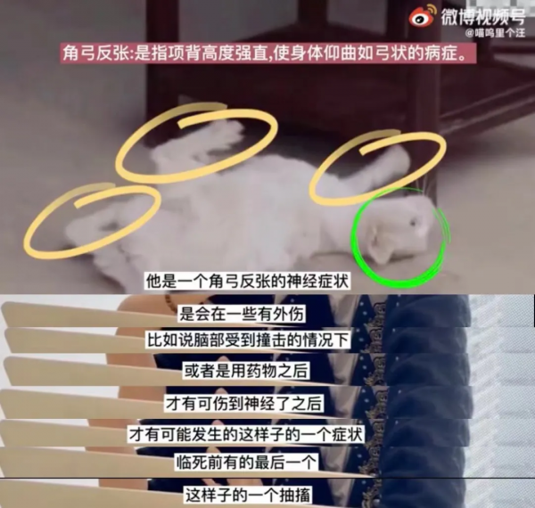 所以於正劇組虐貓了嗎