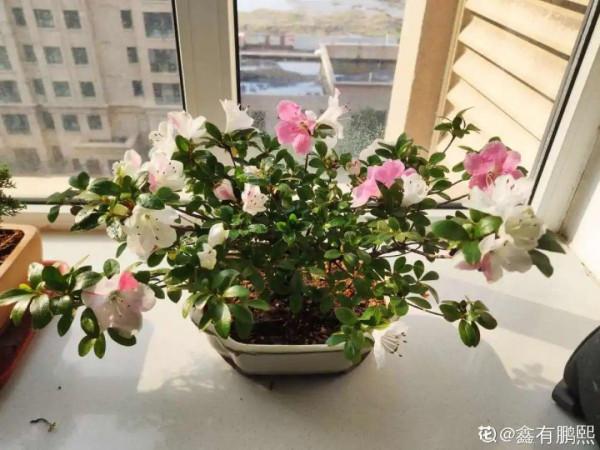 黃葉、落葉、爛根…夏天的杜鵑,太難養了 黃葉、落葉、爛根…夏天的杜鵑,太難養了