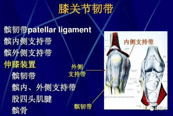 86張全身關節應用解剖精講，這篇文章值得收藏