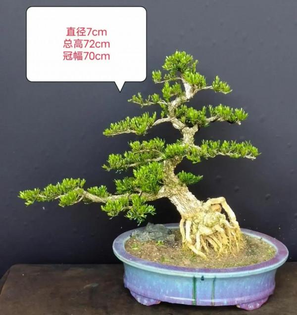 庭院鎮宅樹怎麼選？今天它來了