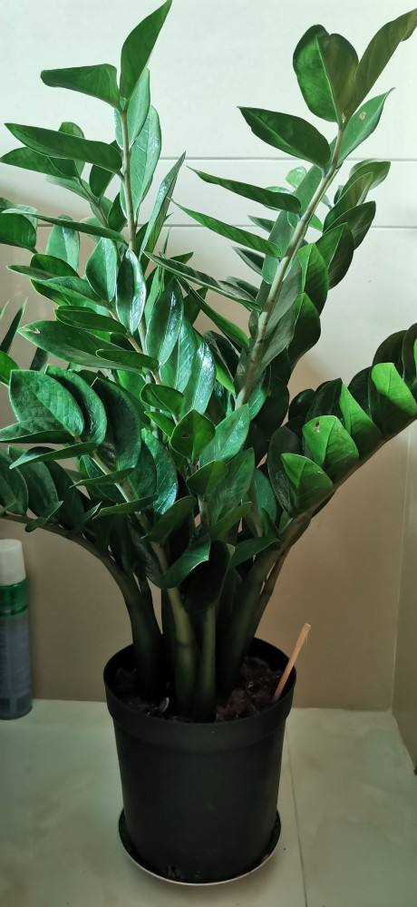 適合“賤養”的4種花，養在客廳還能鎮宅，越不管長得越壯