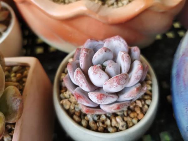 感謝遇見——在彼此的生命裡丰姿綻放