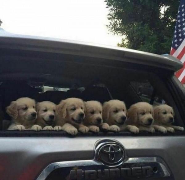 35張活久未見的動物搞笑照片，這些動物上輩子都是人類嗎