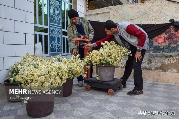 伊朗冬日波斯水仙盛開