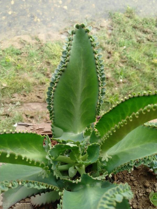 太實用了！45種常見植物養殖方法大全