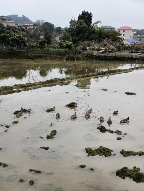 外婆家的可愛鴨鴨
