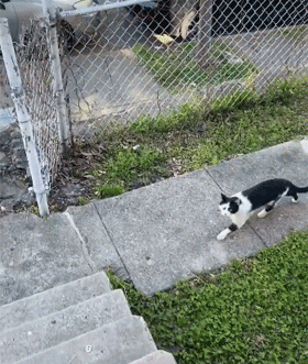 貓每天來擦玻璃，半年後獲得長期飯碗