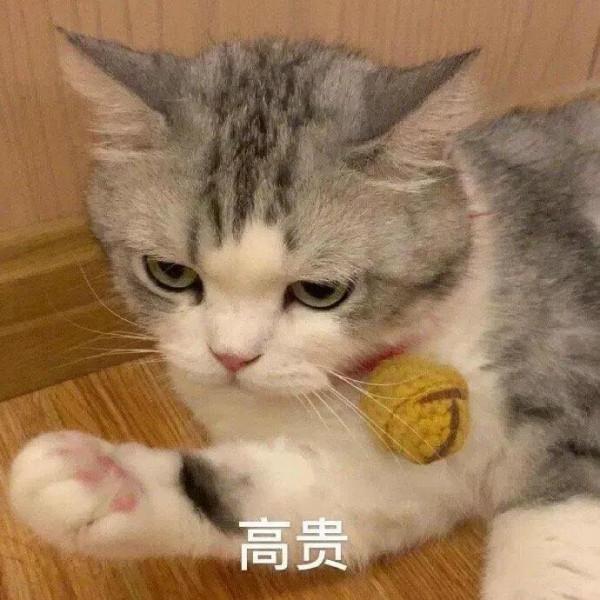 可愛貓貓表情包第二彈