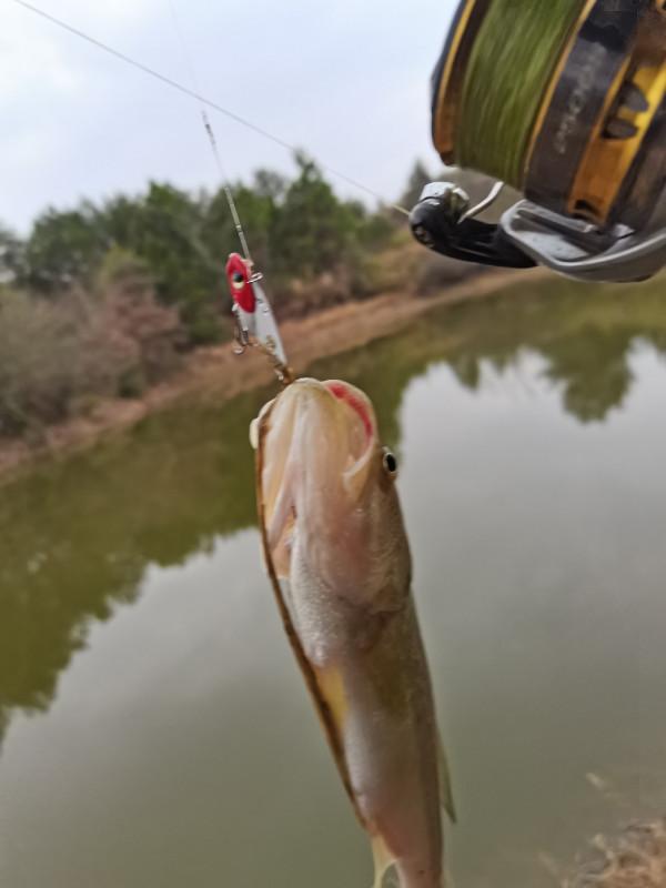 可遇不可求的土鯽魚，看著就覺得舒服