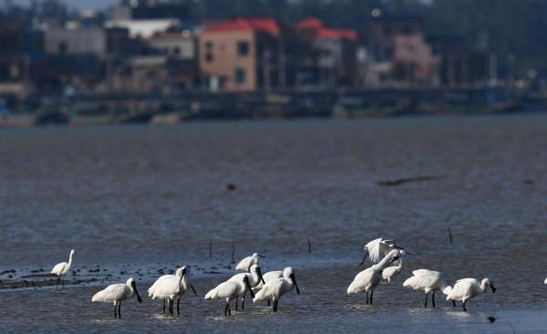 黑臉琵鷺來瓊數量創新高