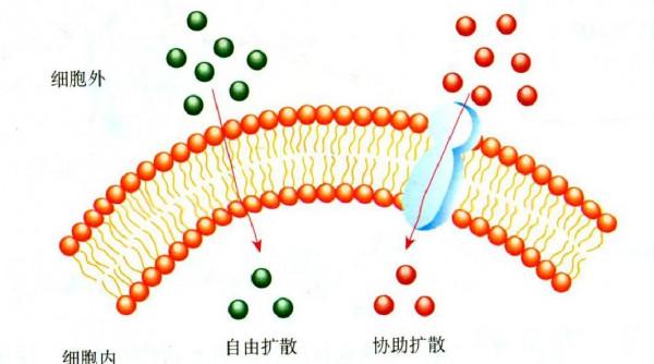 如果泰坦星上存在生命，它會長成什麼樣？