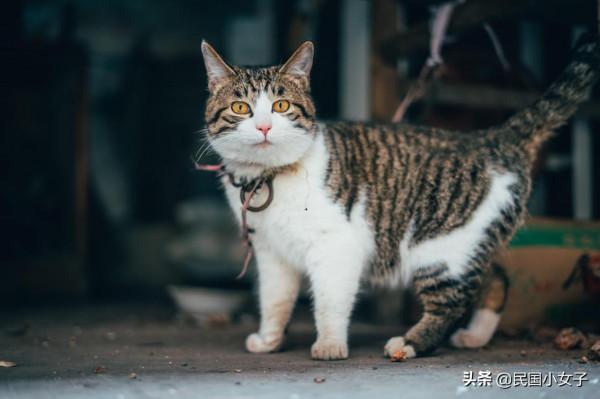 貓的神經傳導速度，可以輕易趕超高鐵