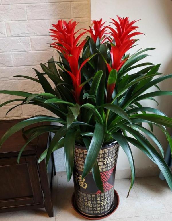 公認的“八種旺財花”,適合養在家裡,不僅寓意好,還很養人 公認的“八種旺財花”,適合養在家裡,不僅寓意好,還很養人