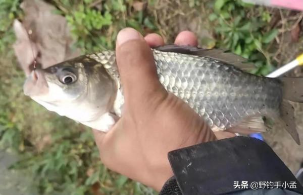 魚竿越用越長，魚真的都在遠水嗎？錯！是釣魚人把魚都釣遠了