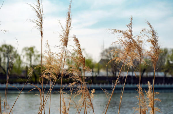 北京這處地方，被譽為&OpenCurlyDoubleQuote;北方的水鄉&rdquo;，情人節來此免費遊玩