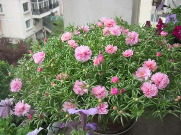 “懶人”就養這10種花,一個月不澆水也死不了,盆土越幹越易開花 “懶人”就養這10種花,一個月不澆水也死不了,盆土越幹越易開花