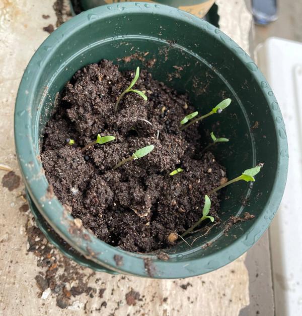 盆栽滿天星的養護技巧有2個，花朵繁多、開成花球、簡單美好