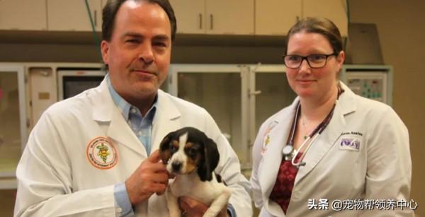 罕見畸形狗狗，許多獸醫沒把握，直到遇見他們，竟真有奇蹟