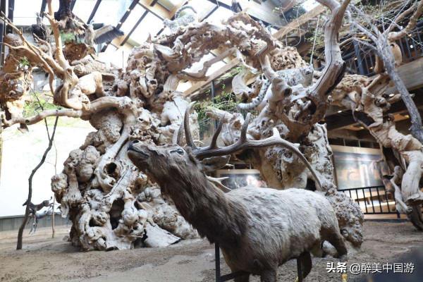 探訪古生態園，觸控千年不朽的矽化木，欣賞珍貴的汗血寶馬