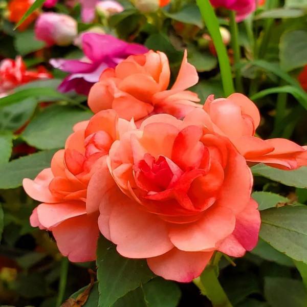 分享圖片，重瓣鳳仙花