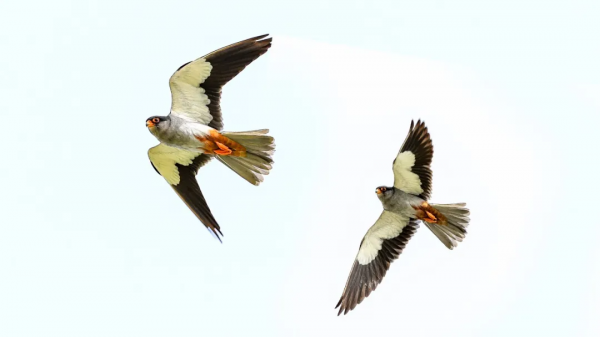 「山西鳥類圖鑑」| 紅腳隼