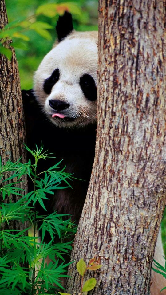 人間小可愛：圓滾滾胖嘟嘟呆萌的大熊貓