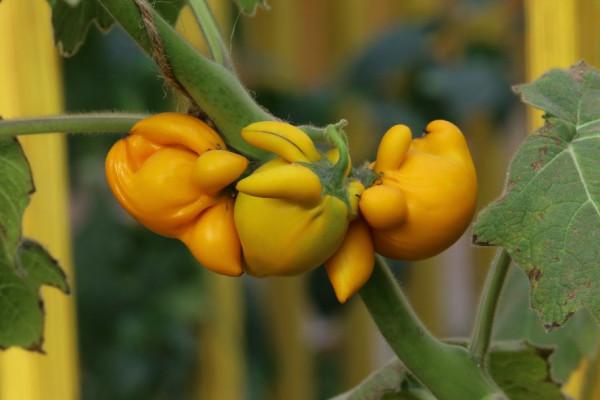 冬日溫室裡的收穫