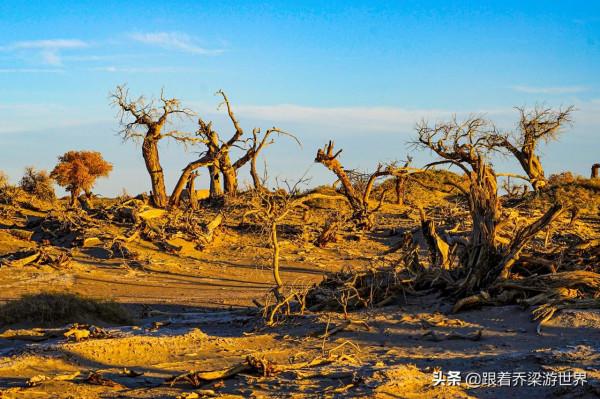額濟納怪樹林，大漠勇士胡楊林的讚歌，罕見的世界自然奇觀