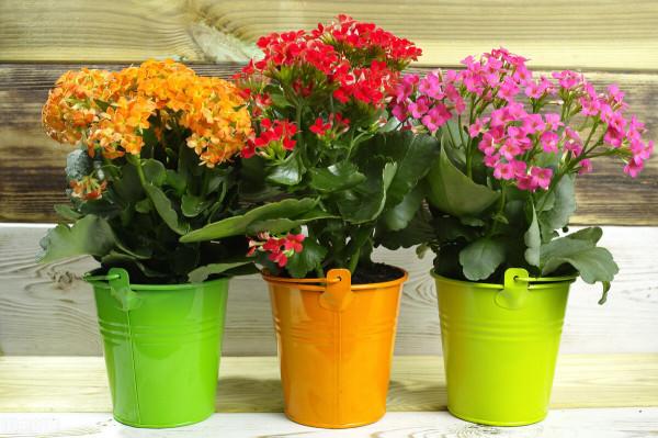 買前看不上,養過後真香!這10種小花草,每一種都是“顏值擔當” 買前看不上,養過後真香!這10種小花草,每一種都是“顏值擔當”