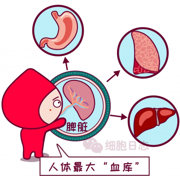 【獻血小知識】少量失血不可怕，人人體內都有大小&OpenCurlyDoubleQuote;血庫&rdquo;