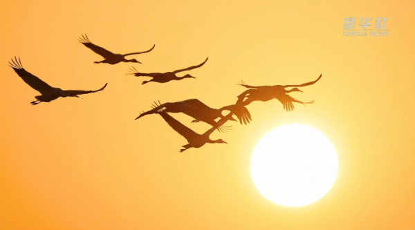 全球98%以上的白鶴飛至鄱陽湖越冬