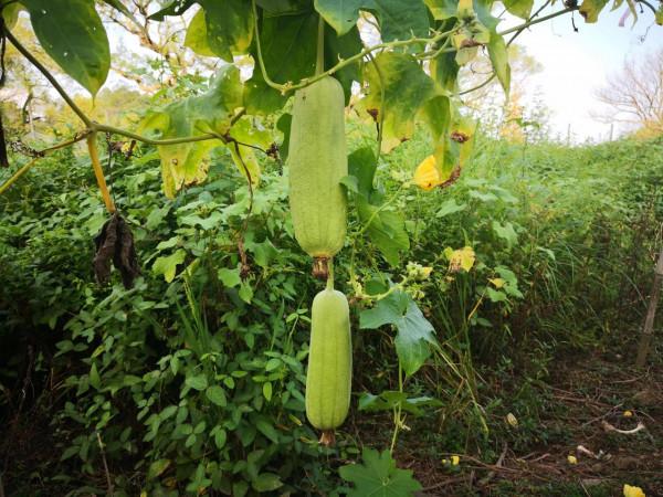 買菜，買來一肚子氣