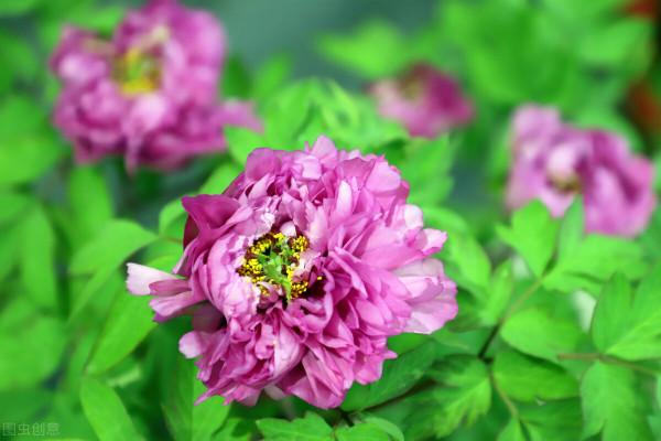 國色天香當屬牡丹花