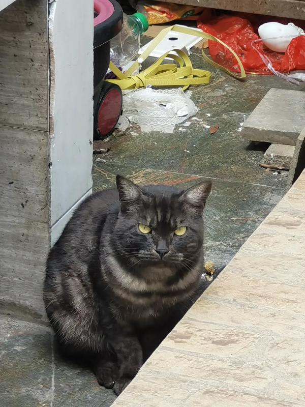 組圖：路邊的小動物（1）