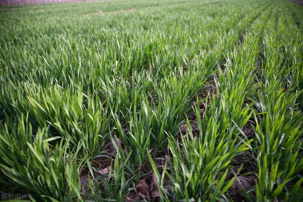 拉尼娜機率提升,東北冷渦持續影響,今年冬小麥播種要不要提前? 拉尼娜機率提升,東北冷渦持續影響,今年冬小麥播種要不要提前?