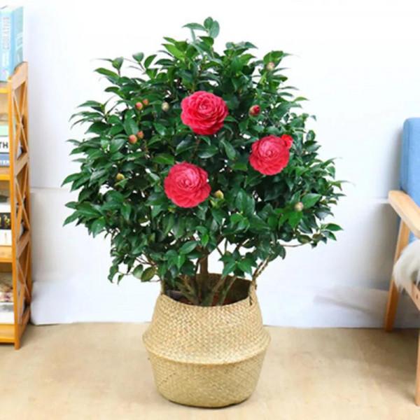 哪些花卉可以清除室內有害氣體？