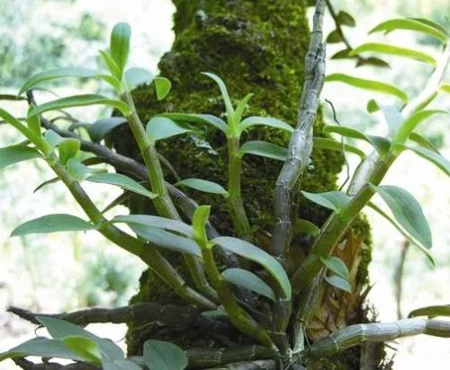 想賺錢、不怕吃苦的農村人看過來，這些種植專案適合你