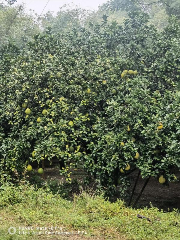 華為mate40Pro變焦測評